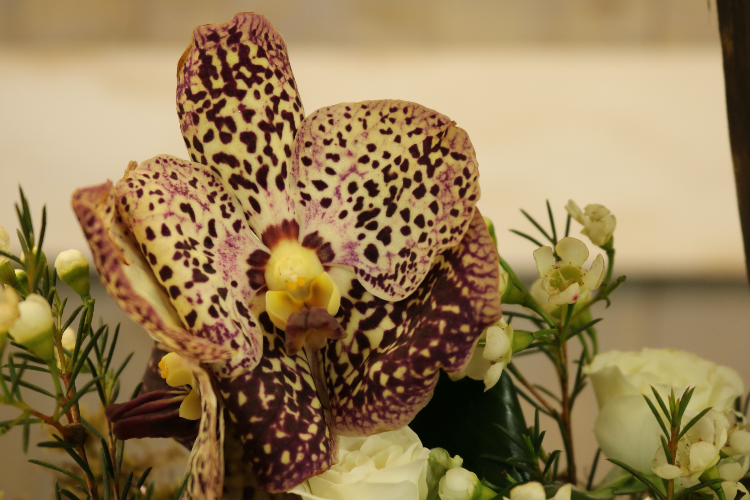 Houten Bootschaal met sneeuwballen en vanda's